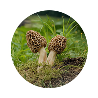 Morels